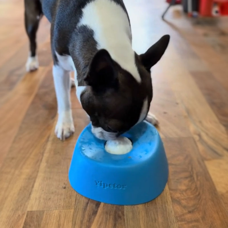 Non-Slip Bowl for Treats, Broth, Yogurt